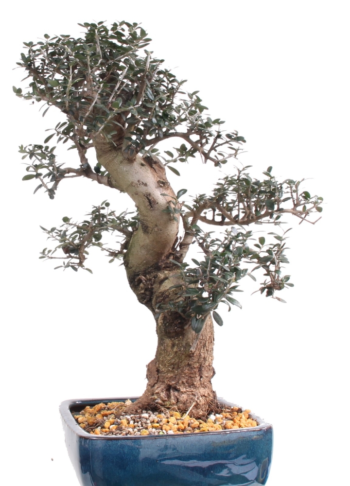 Bonsai - Olea europaea Sylvestris, Wild-Olive  209/223