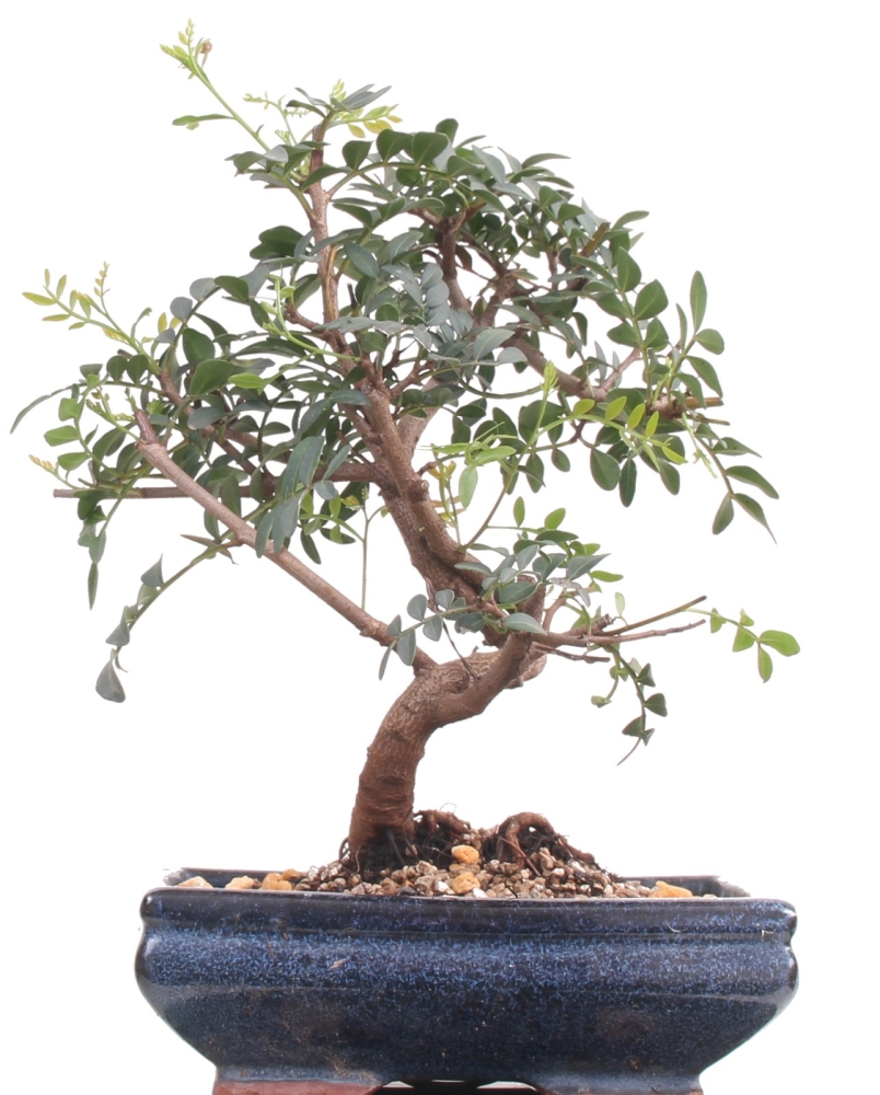 Bonsai - Pistacia lentiscus, Pistazie 209/250