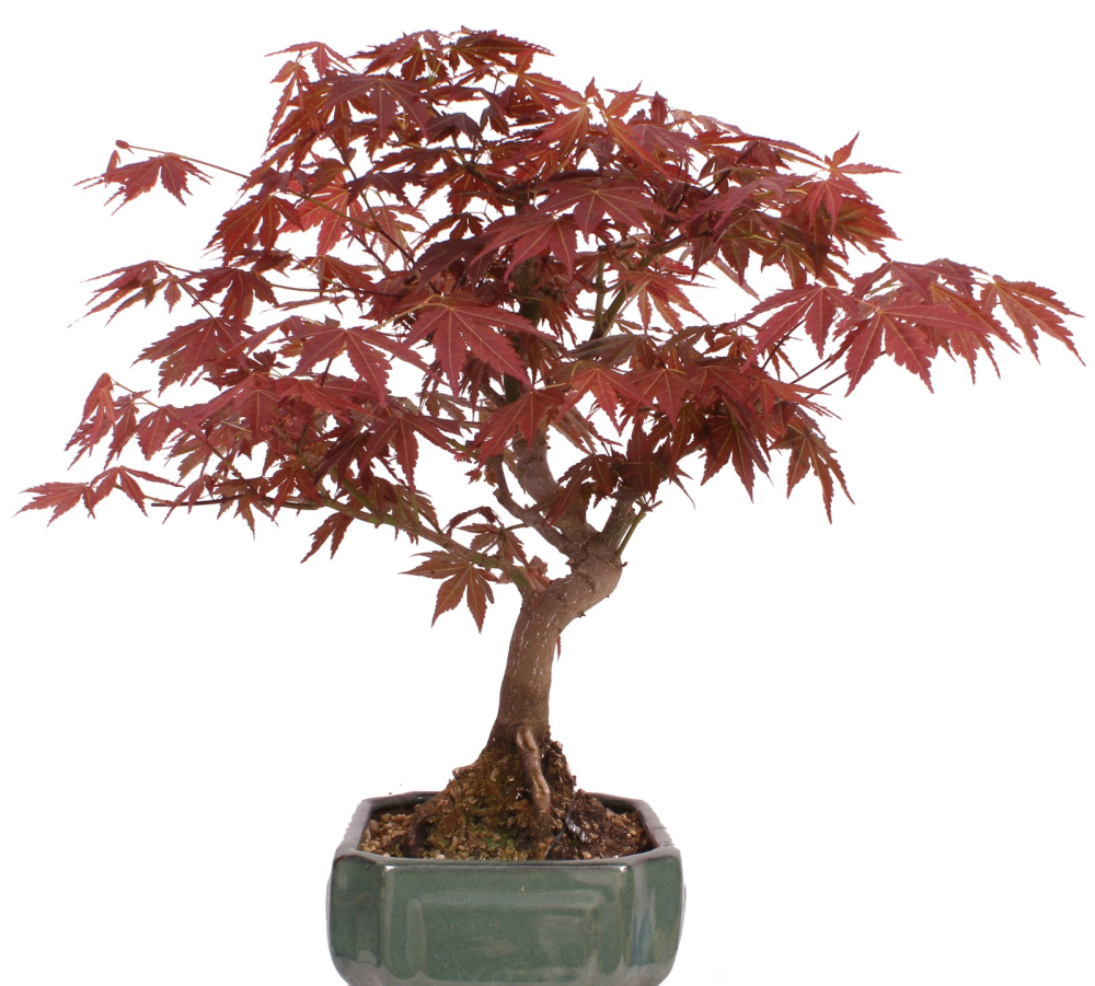 Bonsai - Acer palmatum - Japanischer Fächerahorn 209/25
