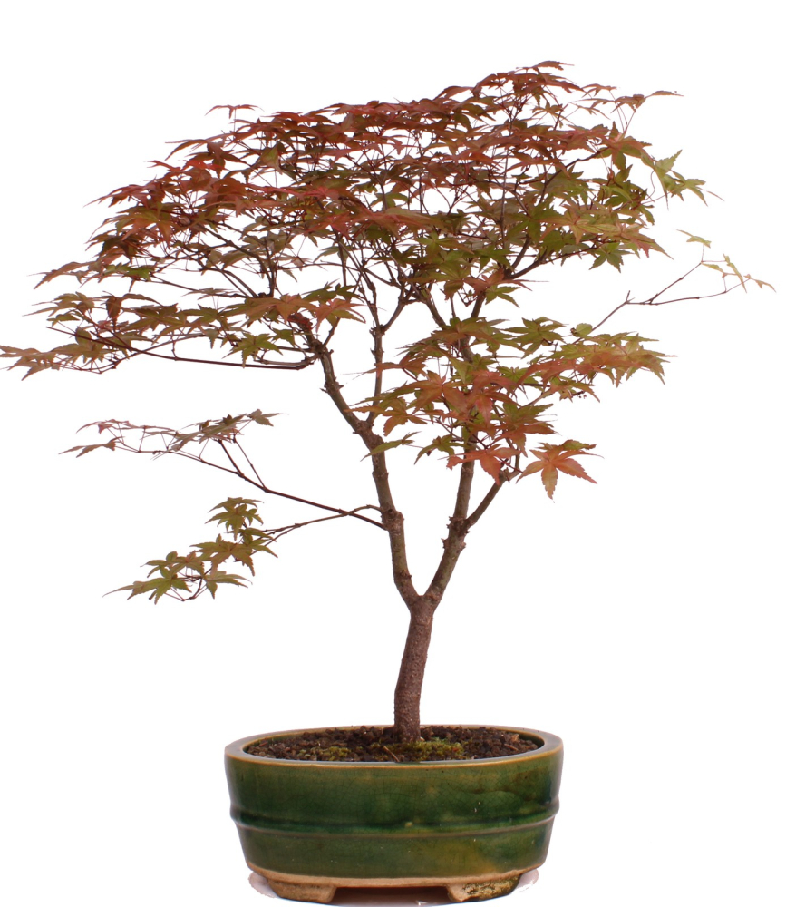 Bonsai - Acer palmatum Deshojo, roter Fächerahorn 209/43