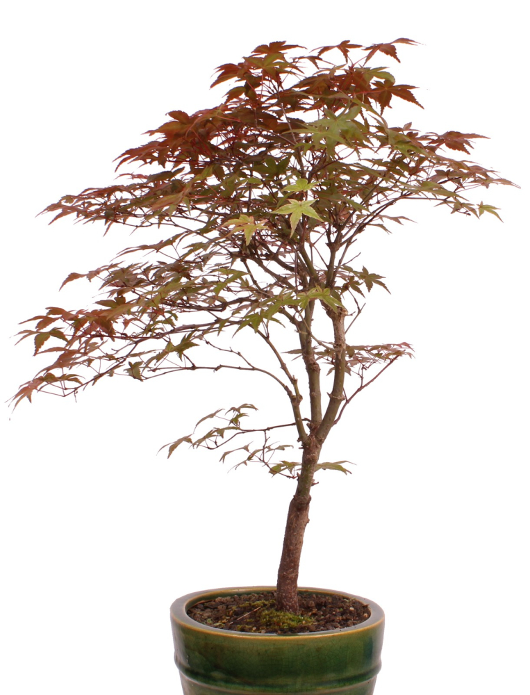 Preview: Bonsai - Acer palmatum Deshojo, roter Fächerahorn 209/43