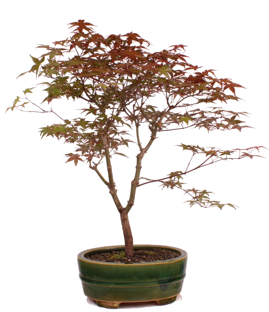 Preview: Bonsai - Acer palmatum Deshojo, roter Fächerahorn 209/43