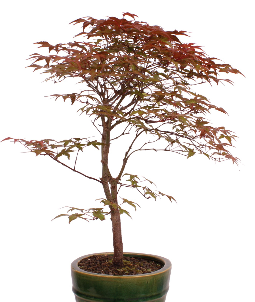 Preview: Bonsai - Acer palmatum Deshojo, roter Fächerahorn 209/43