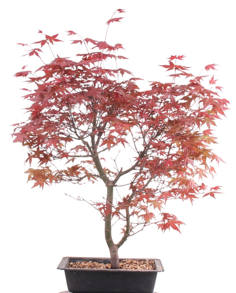 Bonsai - Acer palmatum Deshojo, roter Fächerahorn 209/53