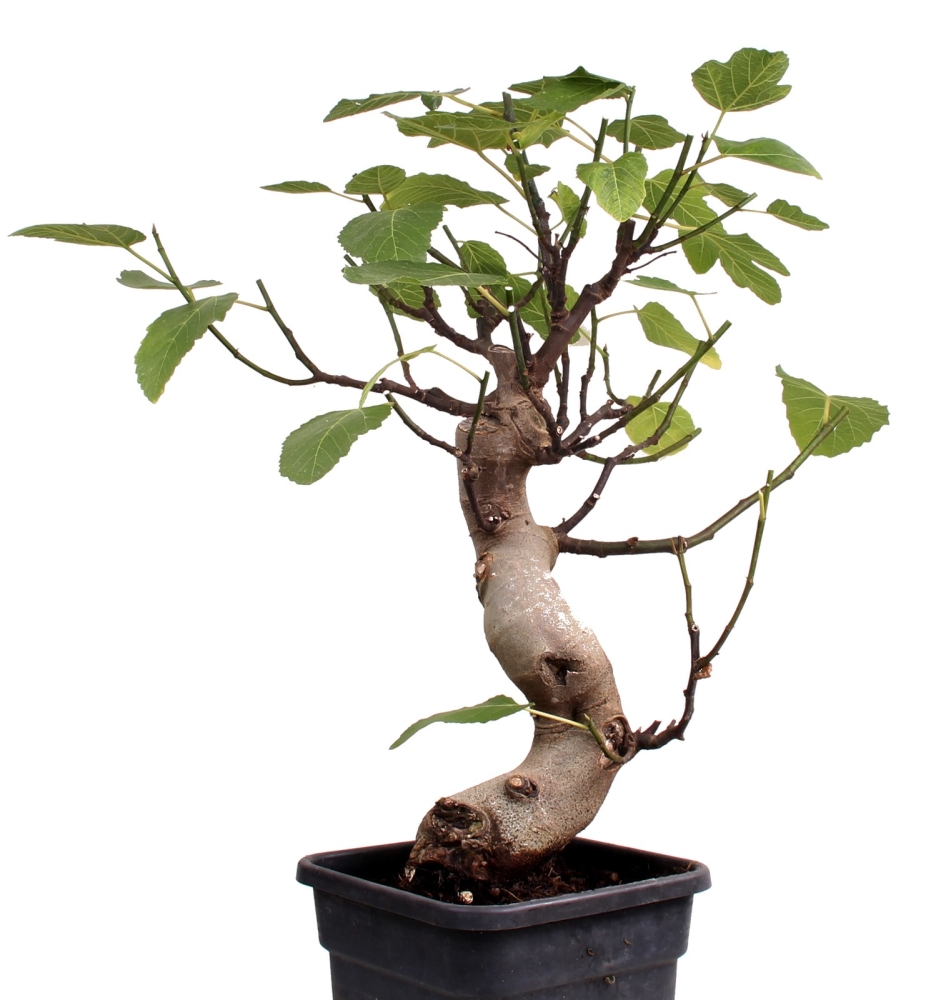 Bonsai - Ficus carica, echte Feige, Feigenbaum   209/81