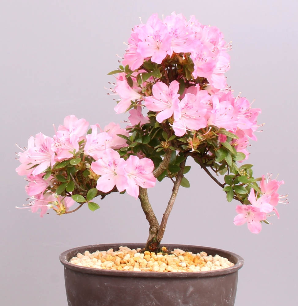 Bonsai - Japanische Satsuki Azalee 'Kakuo', Rhododendron indicum 210/07