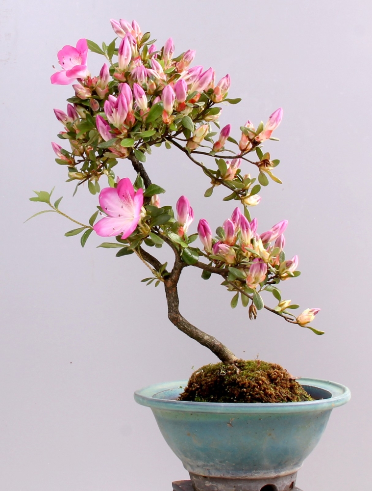 Bonsai -  Satsuki Azalee , Rhododendron indicum, 'Bijo'  211/140