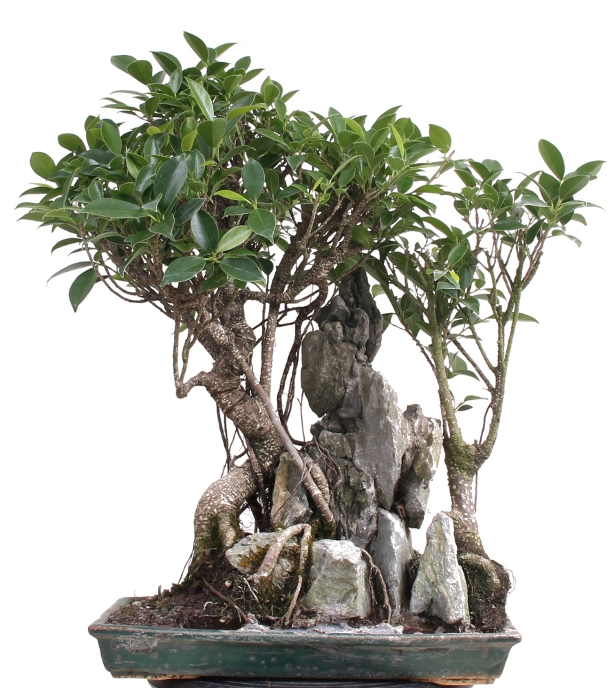 Bonsai -  Ficus retusa (microcarpa), Chinesische Feige, auf Fels 212/30