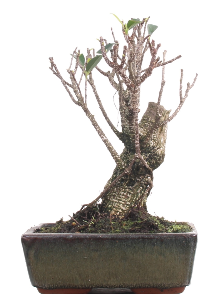Bonsai -  Ficus retusa (microcarpa), Chinesische Feige 212/36
