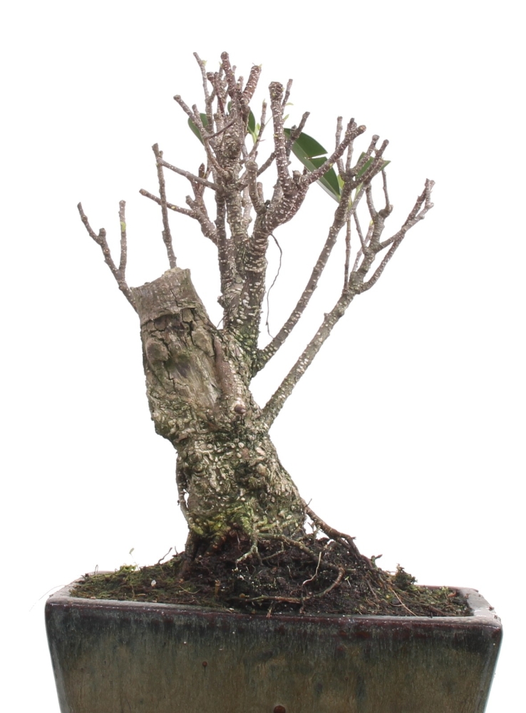 Bonsai -  Ficus retusa (microcarpa), Chinesische Feige 212/36