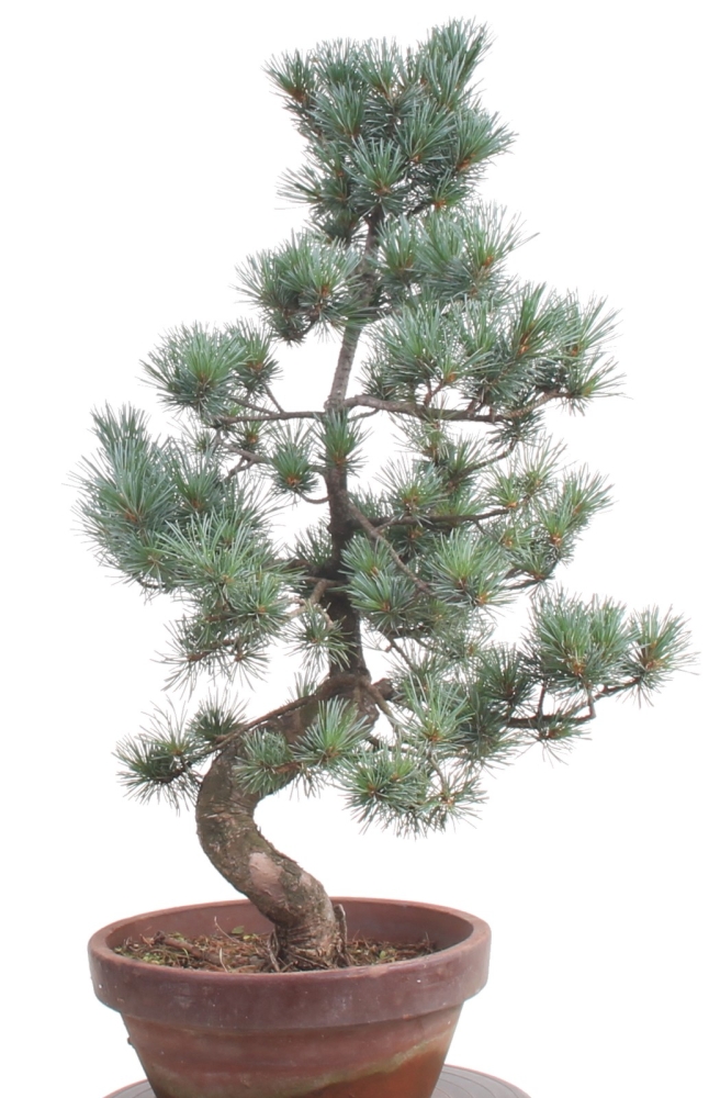 Bonsai - Pinus parviflora, Japanische Mädchenkiefer  212/57