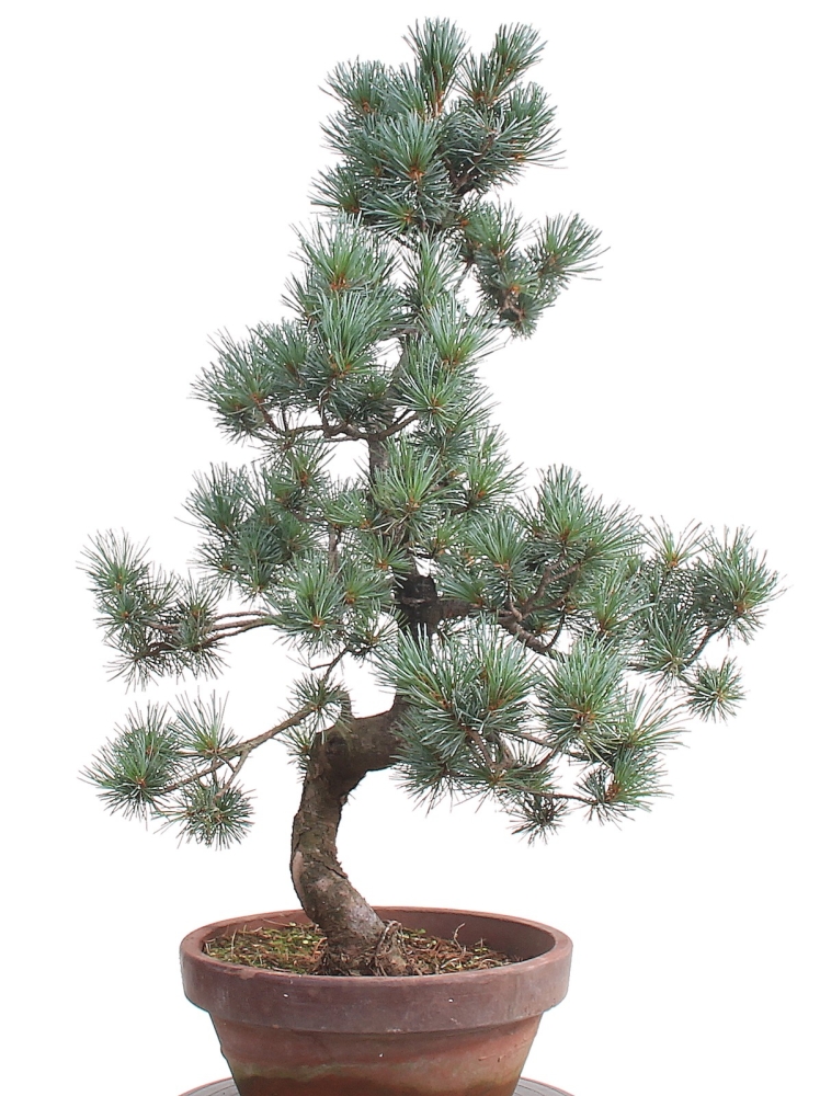 Bonsai - Pinus parviflora, Japanische Mädchenkiefer  212/57