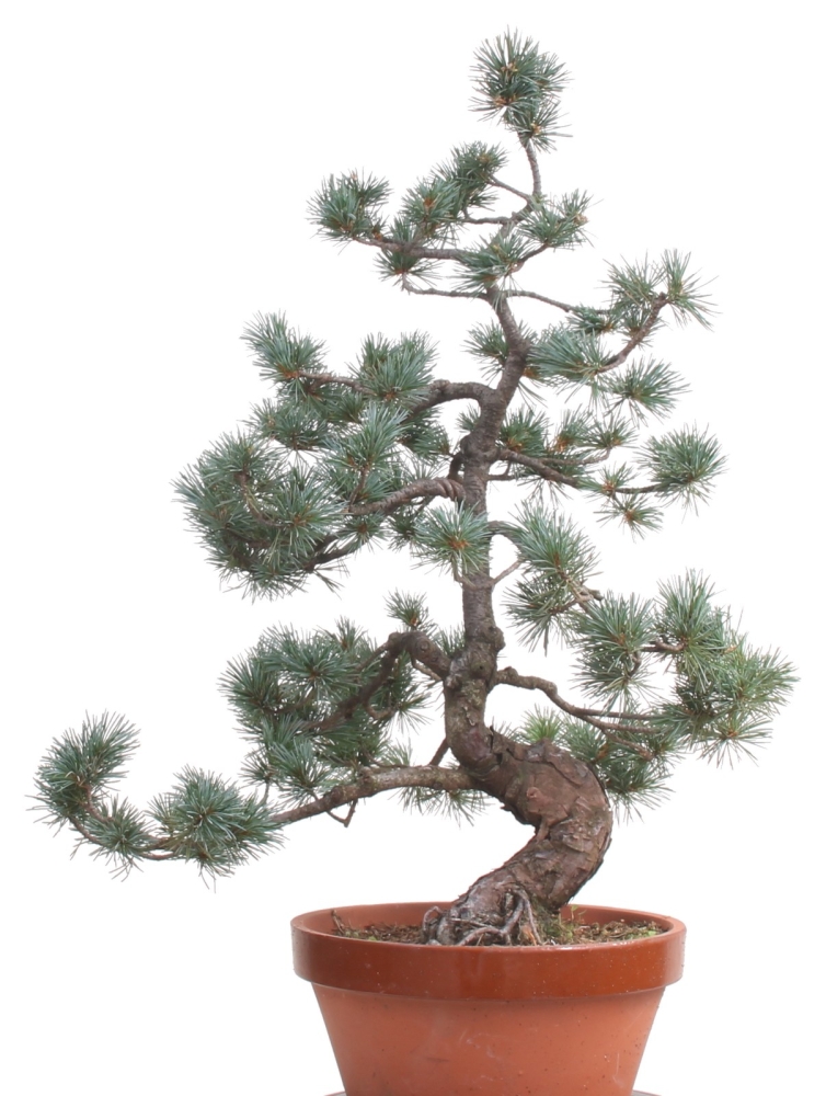 Bonsai - Pinus parviflora, Japanische Mädchenkiefer  212/60