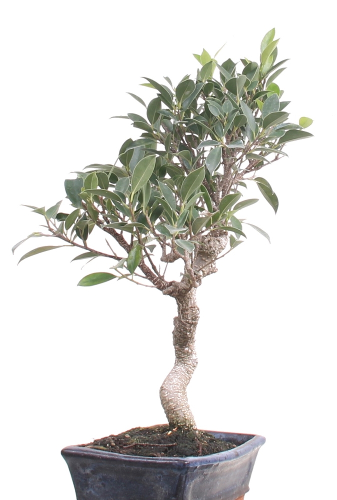 Bonsai -  Ficus retusa, Chinesische Feige 213/05