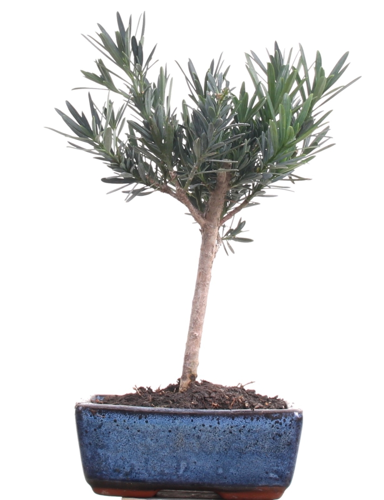 Bonsai - Podocarpus macrophyllus, Steineibe  213/08