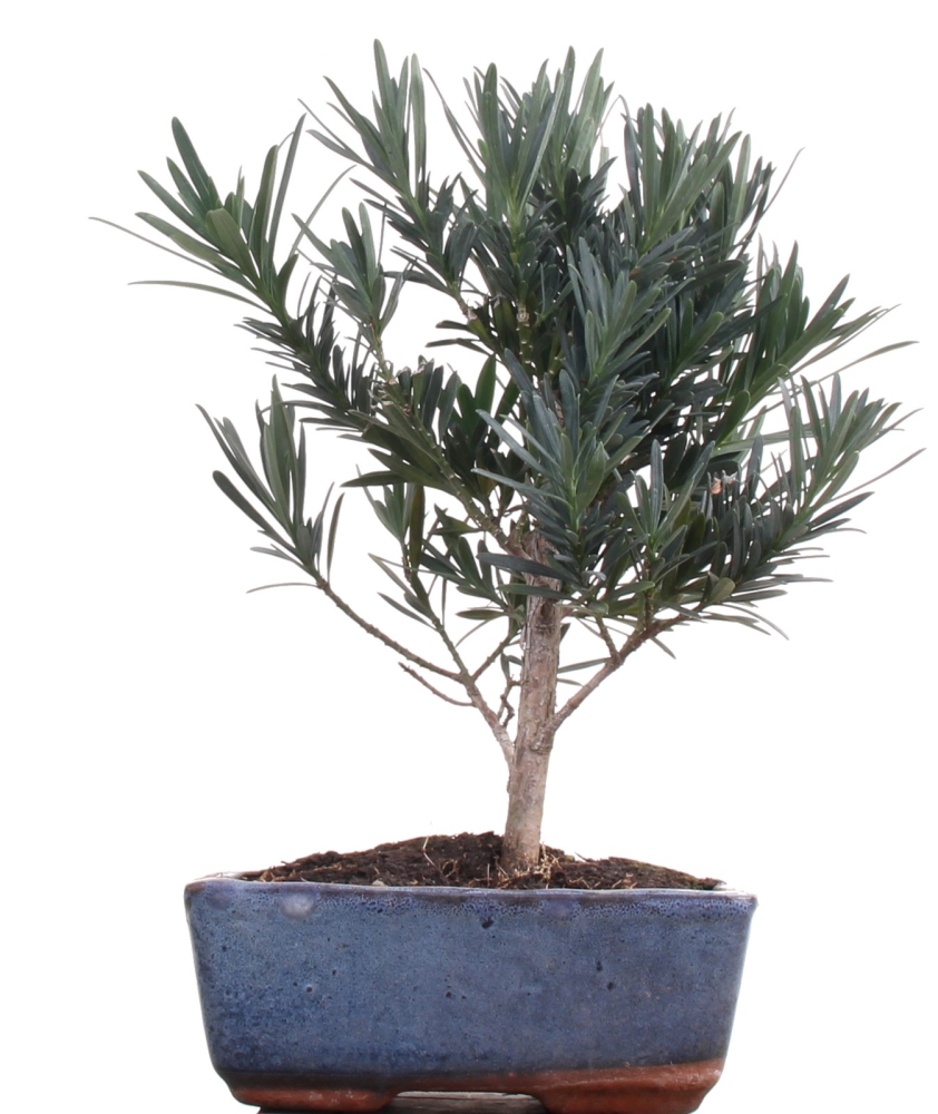 Bonsai - Podocarpus macrophyllus, Steineibe  213/10