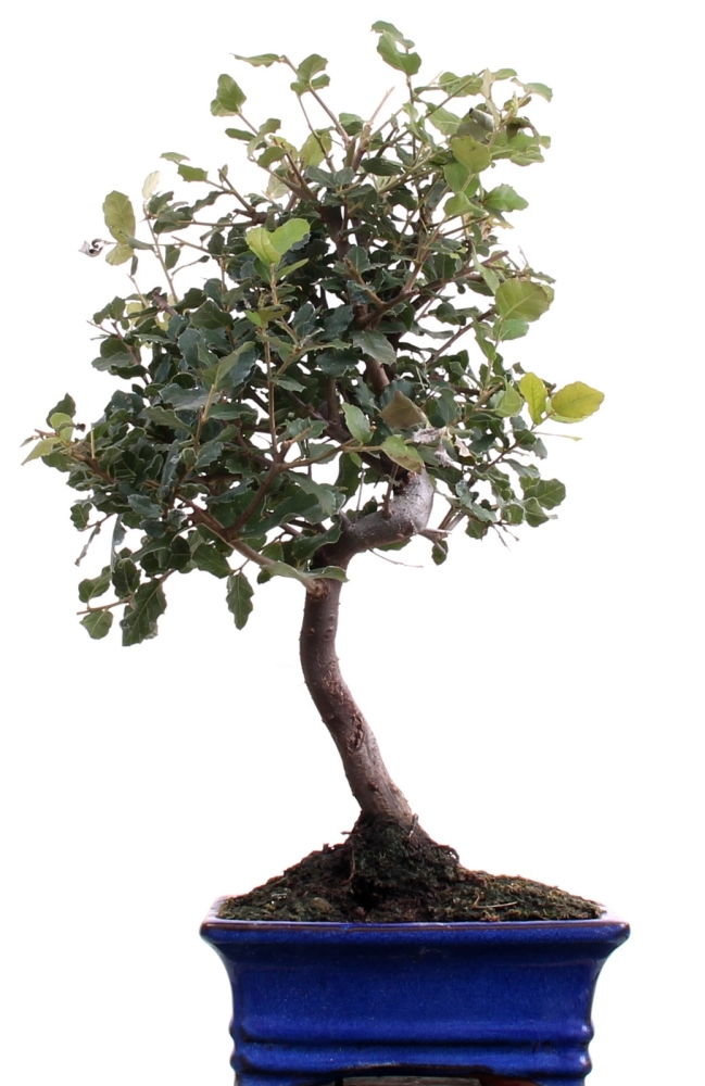 Bonsai - Quercus suber, Korkeiche   213/16