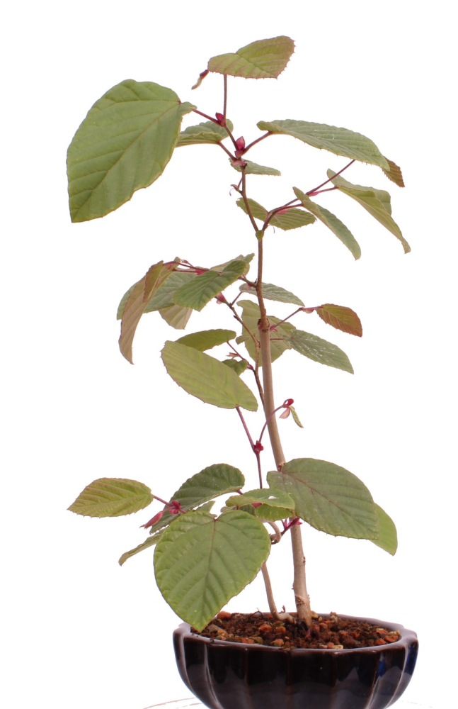 Bonsai - Corylopsis pauciflora - Niedrige Scheinhasel - Glockenhasel 215/17