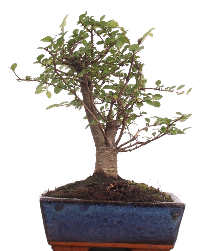 Bonsai - Ulmus parvifolia, Chinesische Ulme 216/176