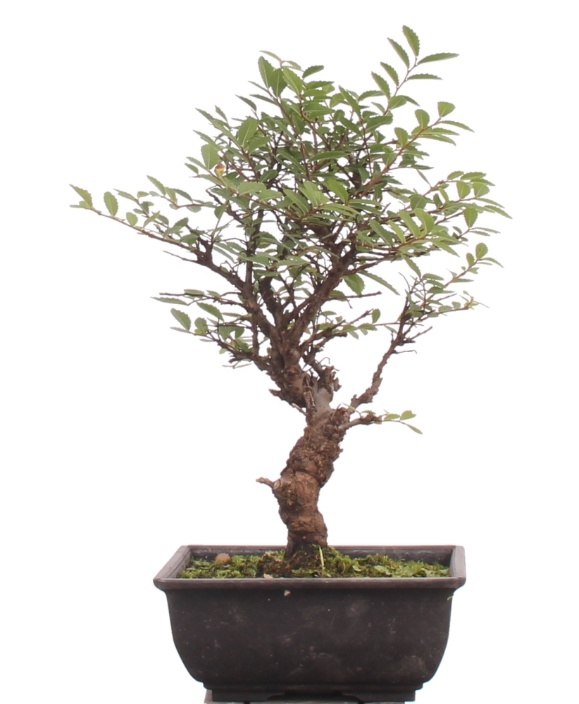 Bonsai - Ulmus parvifolia 'Nire', Chinesische Ulme, Korkulme  216/190