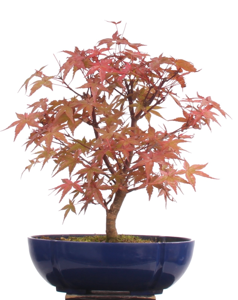 Bonsai - Acer palmatum Deshojo, roter Fächerahorn 216/21