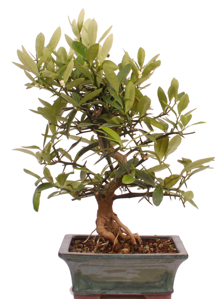 Preview: Bonsai - Citrus kinzu, Orangenbaum mit sehr kleinen Früchten  216/44