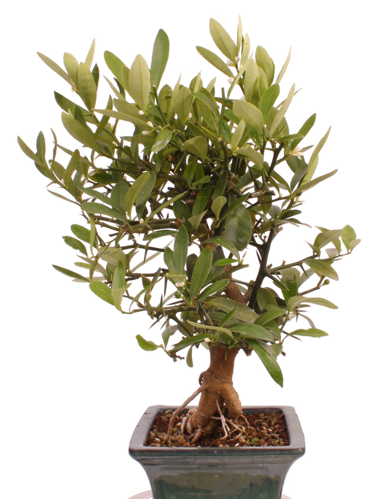 Preview: Bonsai - Citrus kinzu, Orangenbaum mit sehr kleinen Früchten  216/44