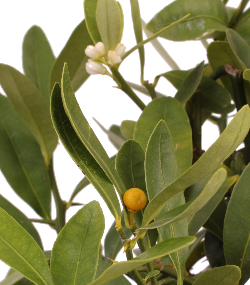 Bonsai - Citrus kinzu, Orangenbaum mit sehr kleinen Früchten  216/44