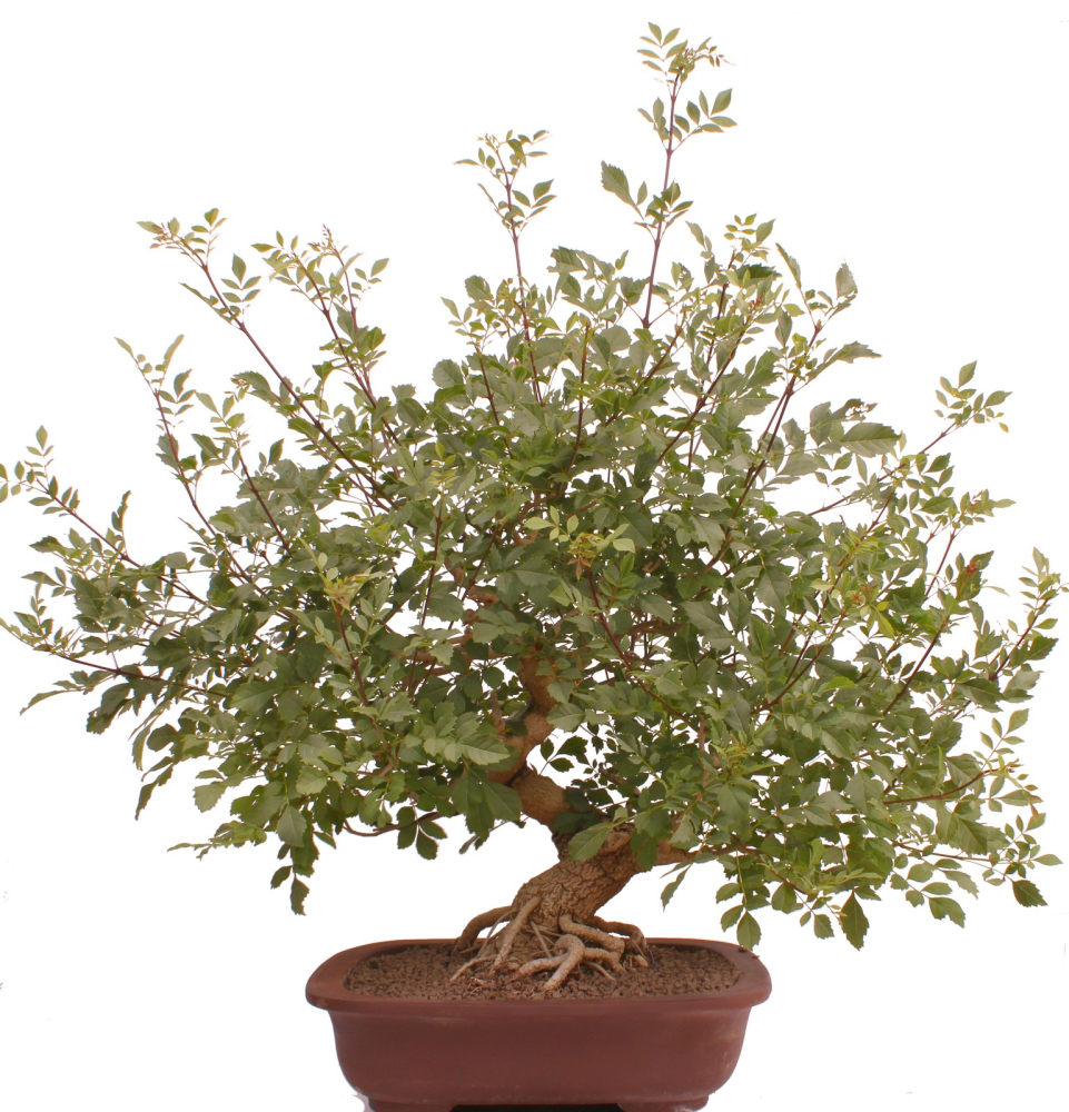 Bonsai - Fraxinus angustifolia, Schmalblättrige Esche  216/57