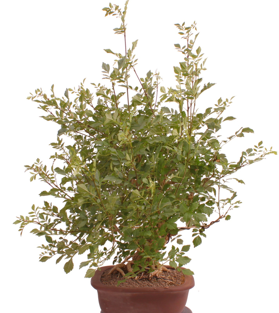 Preview: Bonsai - Fraxinus angustifolia, Schmalblättrige Esche  216/57