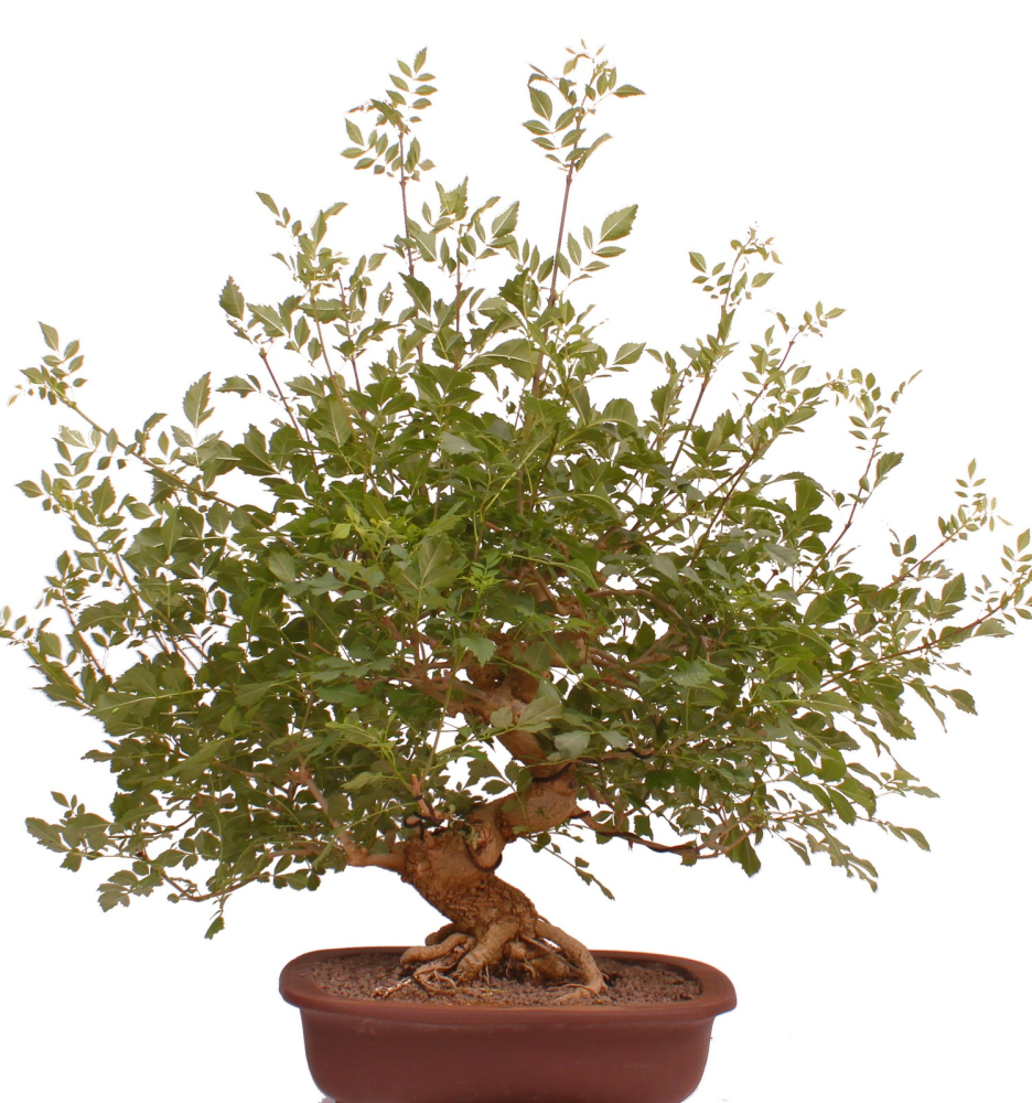 Preview: Bonsai - Fraxinus angustifolia, Schmalblättrige Esche  216/57