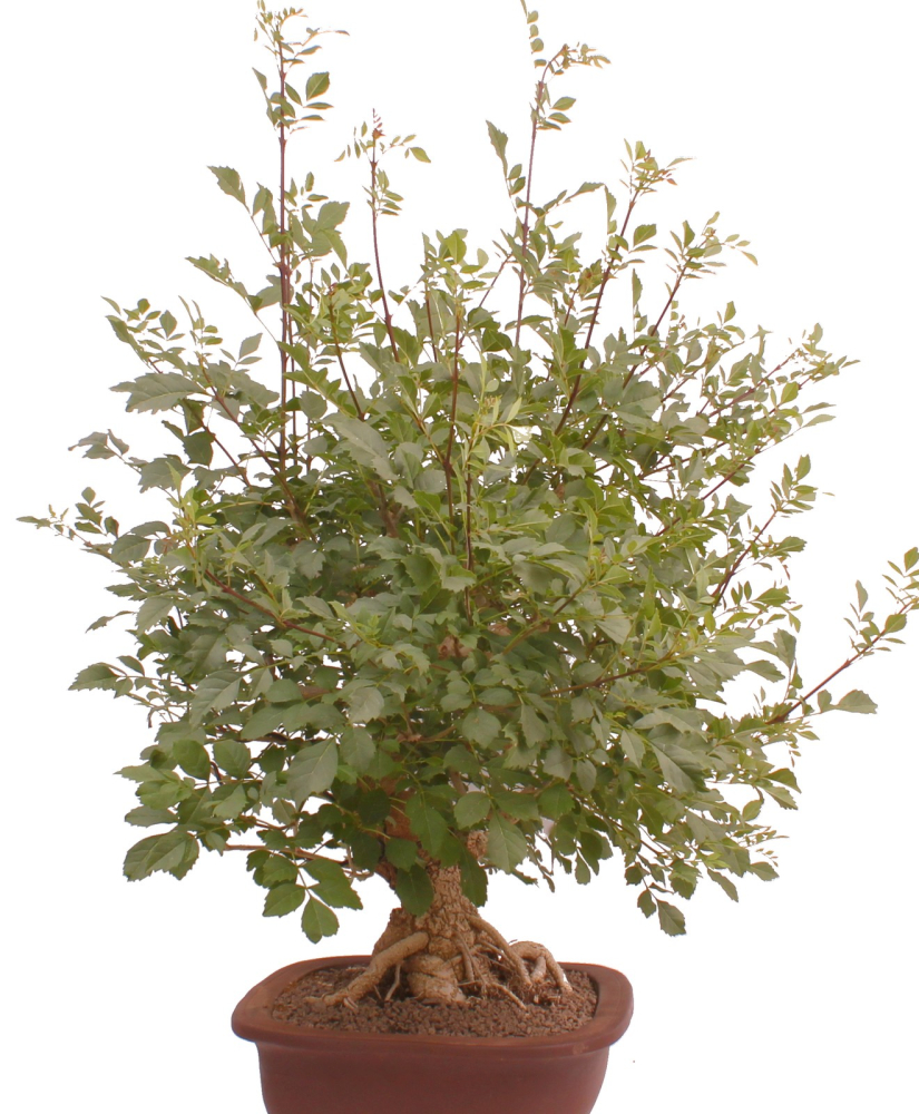 Preview: Bonsai - Fraxinus angustifolia, Schmalblättrige Esche  216/57