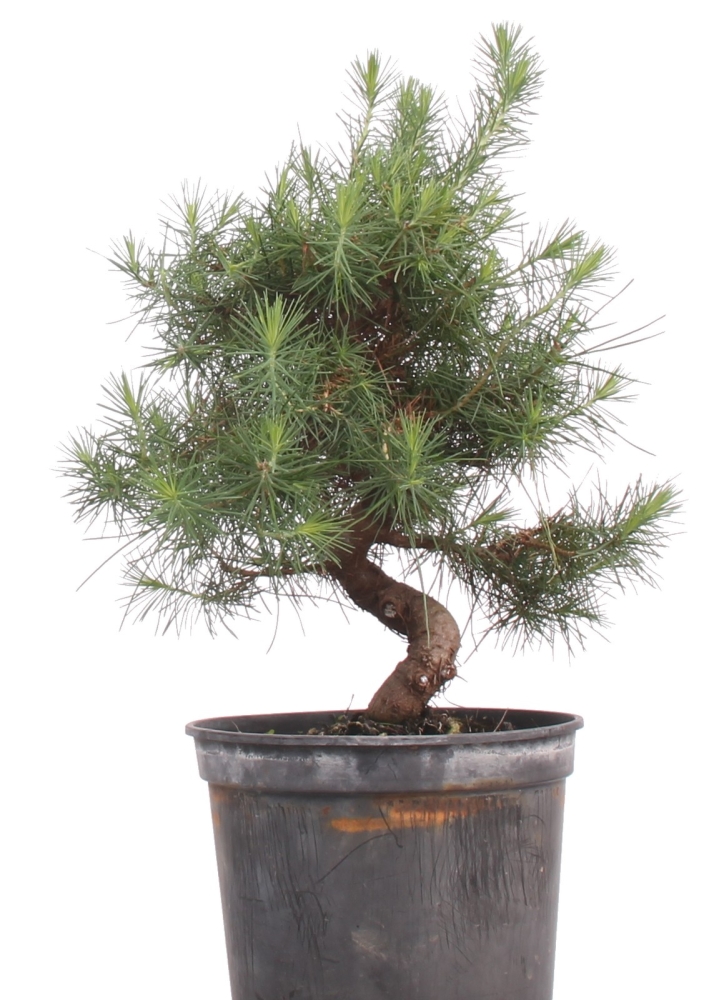 Bonsai - Pinus halepensis, Aleppo Kiefer 216/81