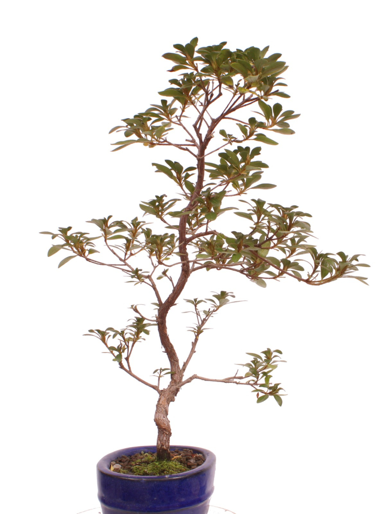 Bonsai - Japanische Satsuki Azalee - 'Beniasuka' - Rhododendron indicum 218/117