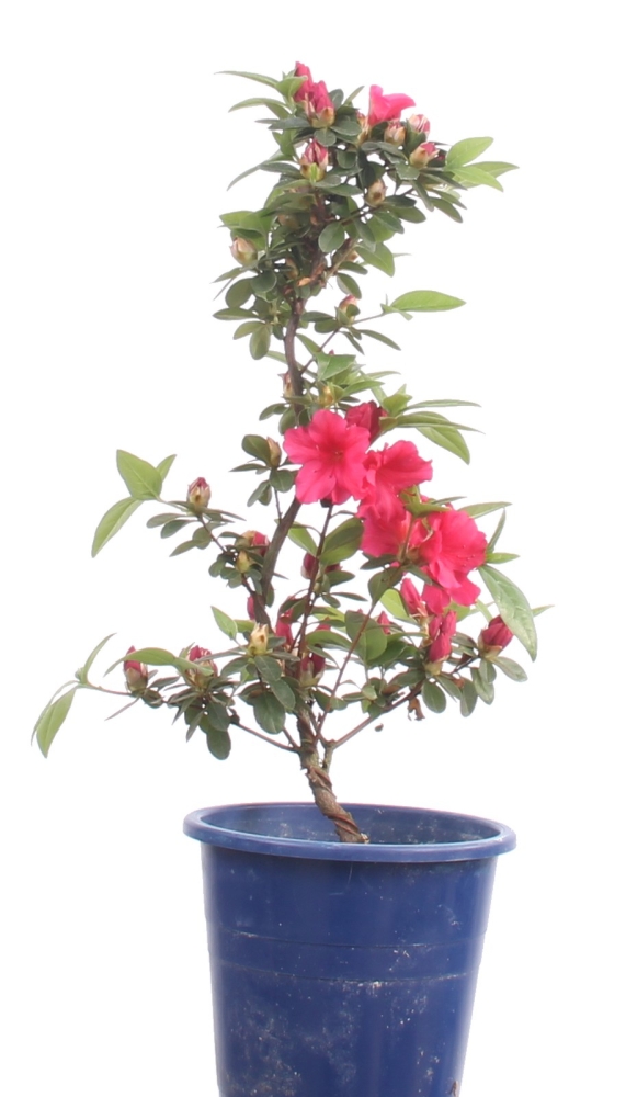 Bonsai - Jap. Satsuki Azalee 'Otomebotan', Rhododendron indicum 218/13