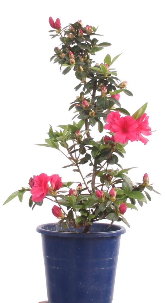 Bonsai - Jap. Satsuki Azalee 'Otomebotan', Rhododendron indicum 218/16