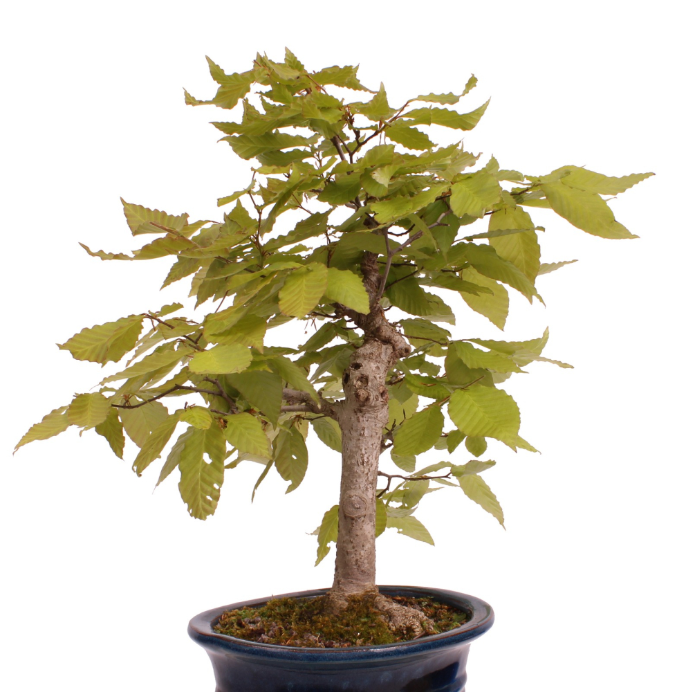 Preview: Bonsai - Fagus crenata, Japanische Kerbbuche  aus Japan 218/204