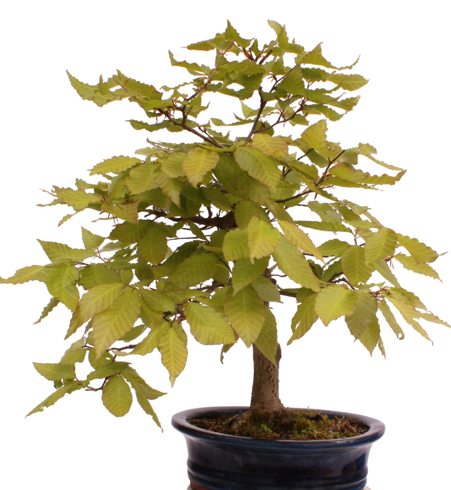 Preview: Bonsai - Fagus crenata, Japanische Kerbbuche  aus Japan 218/204