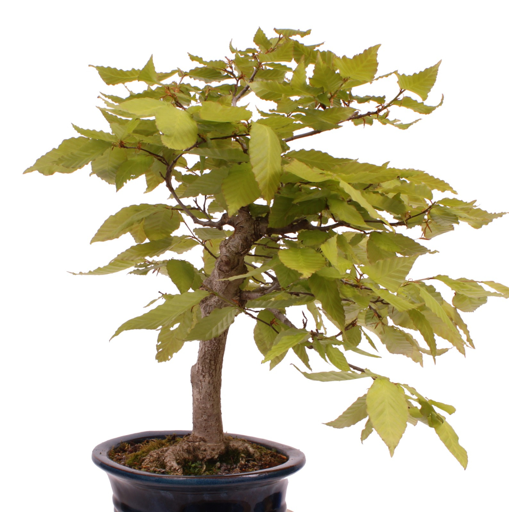 Bonsai - Fagus crenata, Japanische Kerbbuche  aus Japan 218/204