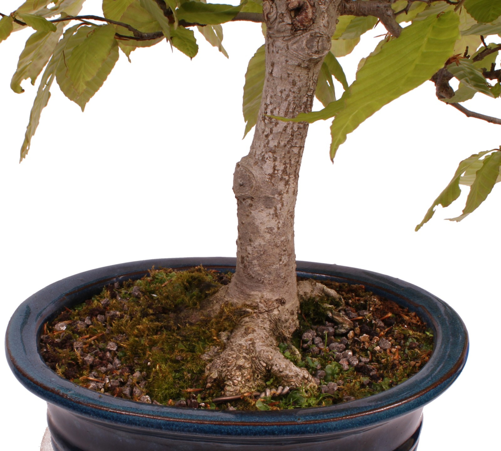 Bonsai - Fagus crenata, Japanische Kerbbuche  aus Japan 218/204