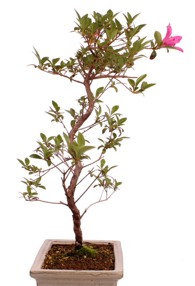 Preview: Bonsai Japanische Satsuki Azalee 'Asuka-no-Homare' Rhododendron indicum 218/22