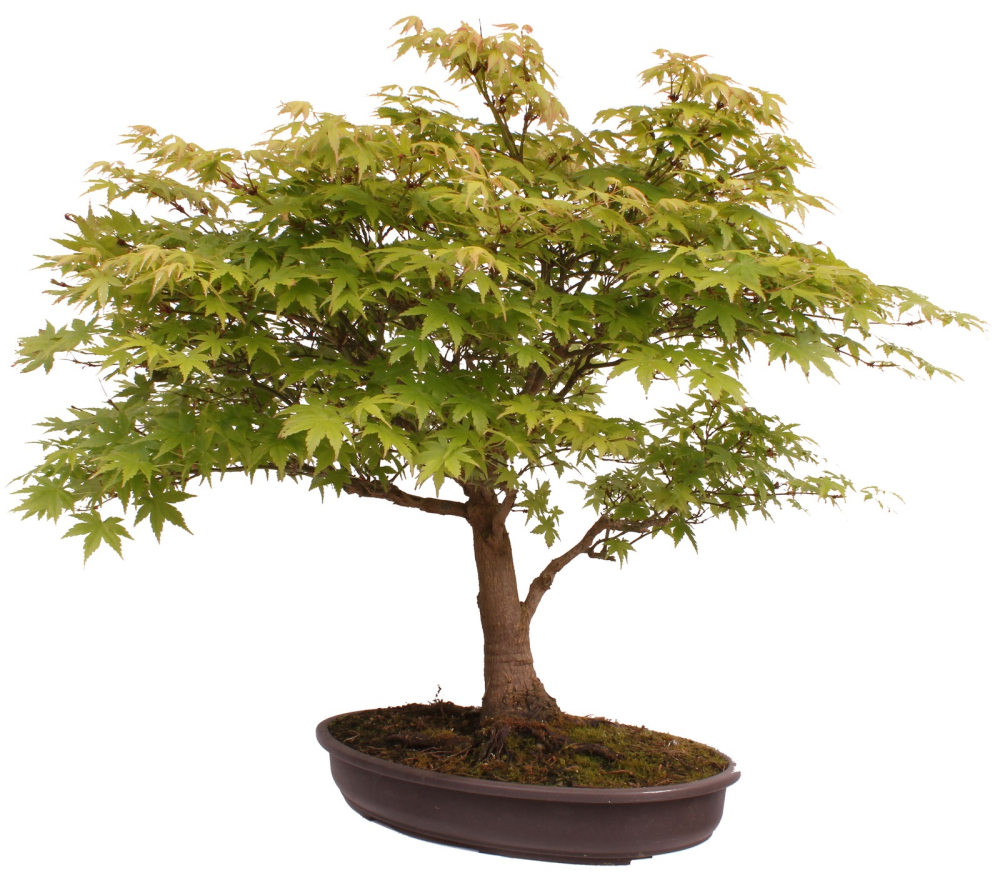 Preview: Bonsai - Acer palmatum, Japanischer Fächerahorn 218/246