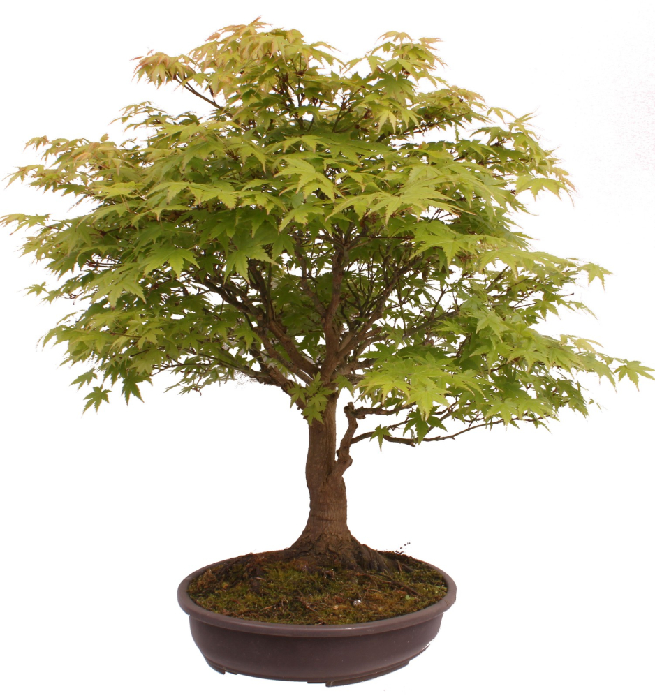 Preview: Bonsai - Acer palmatum, Japanischer Fächerahorn 218/246