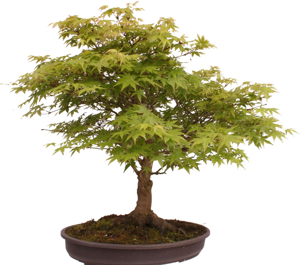 Preview: Bonsai - Acer palmatum, Japanischer Fächerahorn 218/246