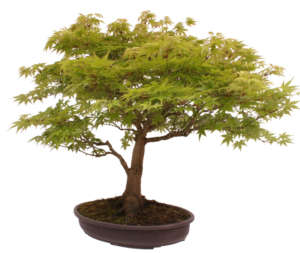 Bonsai - Acer palmatum, Japanischer Fächerahorn 218/246