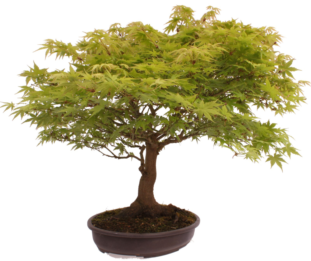 Bonsai - Acer palmatum, Japanischer Fächerahorn 218/246