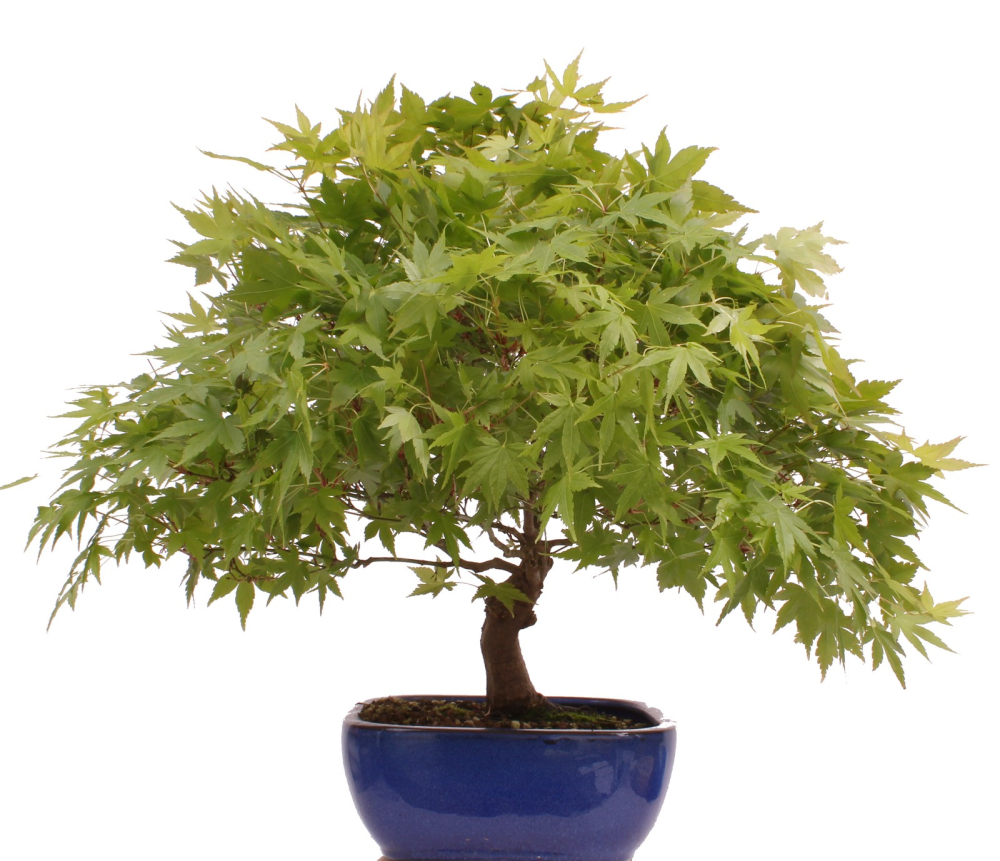 Bonsai - Acer palmatum, Japanischer Fächerahorn 218/247