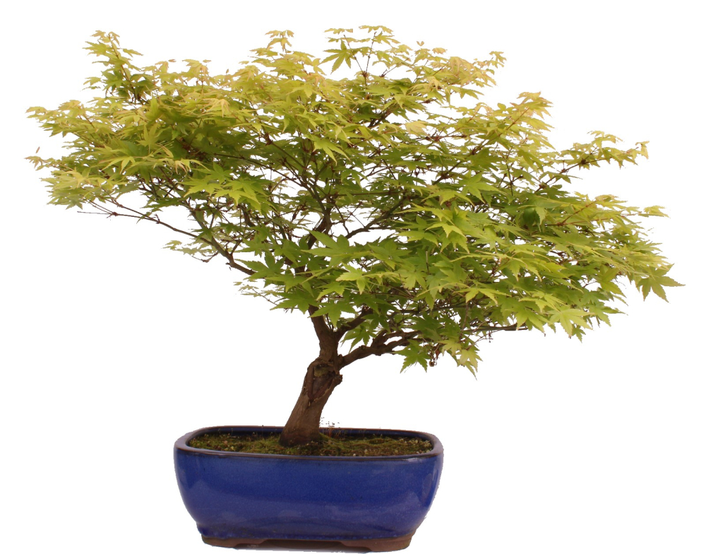 Bonsai - Acer palmatum, Japanischer Fächerahorn 218/247