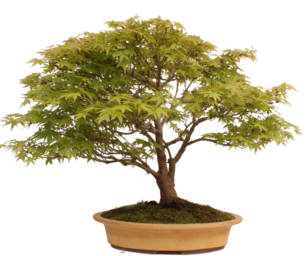 Bonsai - Acer palmatum, Japanischer Fächerahorn 218/248