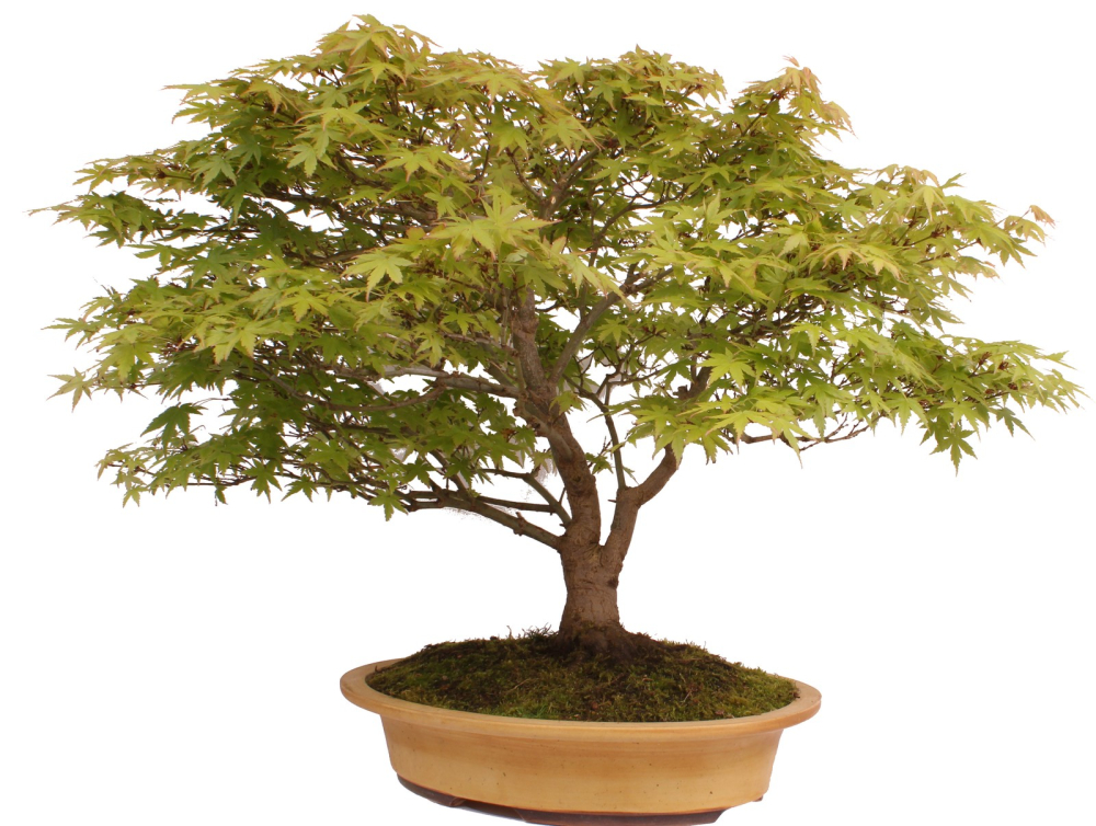 Preview: Bonsai - Acer palmatum, Japanischer Fächerahorn 218/248